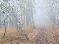 Alte Gleise am Weg durchs neblige Kendlmühlfilzn